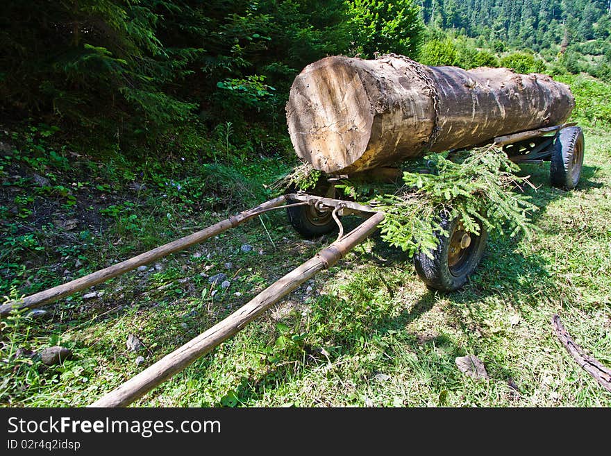 Huge Log