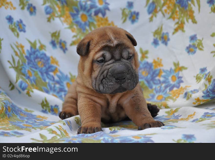 Shar Pei puppy