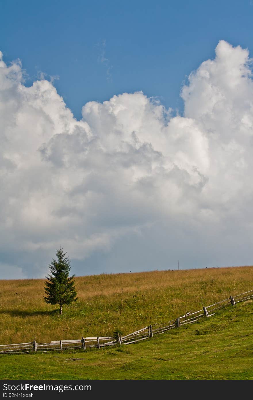 Singel fir on a meadow, with clouds on background. Singel fir on a meadow, with clouds on background.