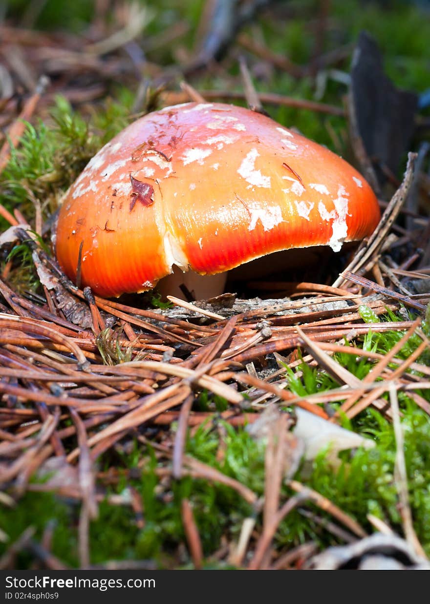 Red mushroom on the forest, Teruel province (Spain). Red mushroom on the forest, Teruel province (Spain)