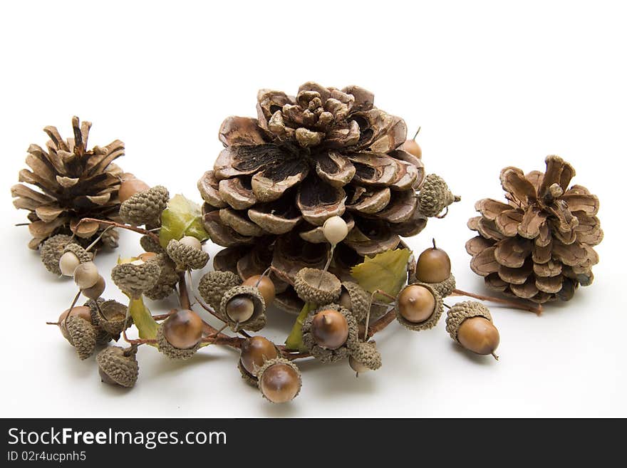 Fir cone with acorn