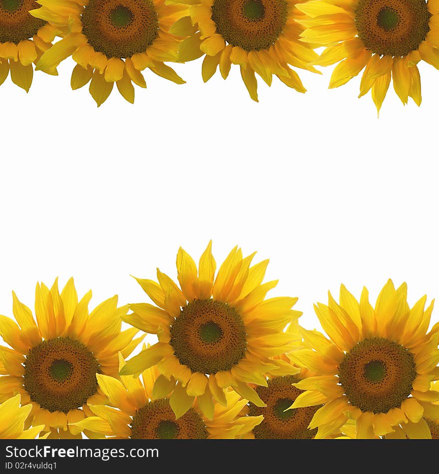 Yellow sunflower backgroud on white