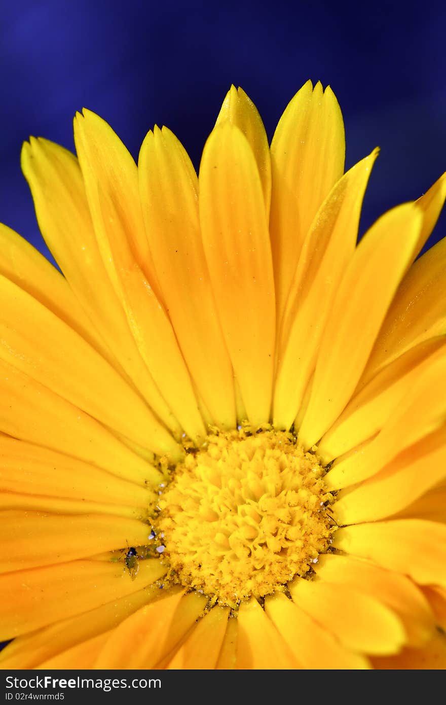 Close-up of yellow flower, photo taken in spring