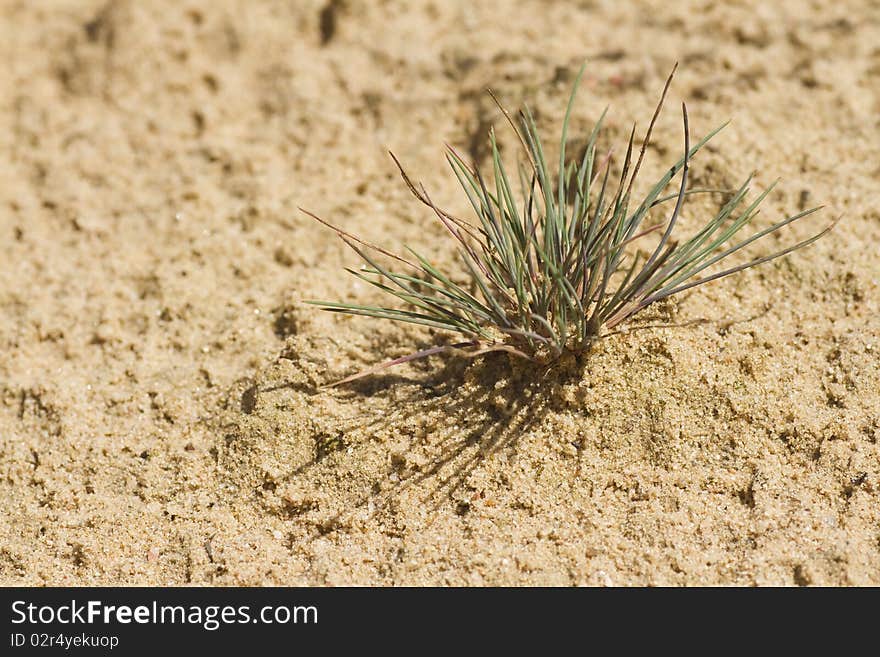 Desert grass tussock