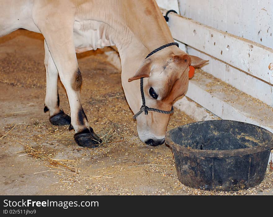 Calf eating grain from a bucket.