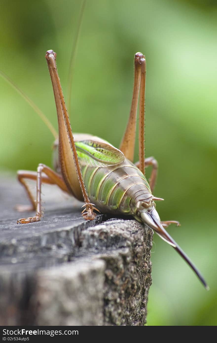 A back side grasshoper photo