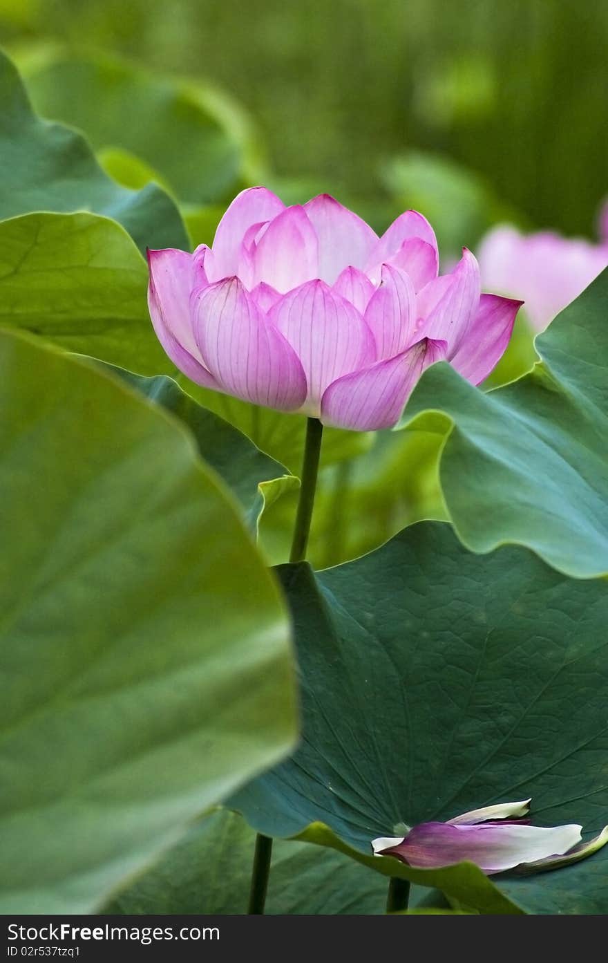 Pink lotus sorounded by green leaf. Pink lotus sorounded by green leaf