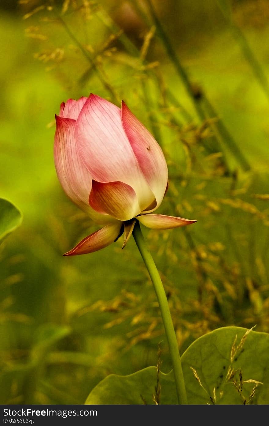 Lotus flower take at morning. Lotus flower take at morning