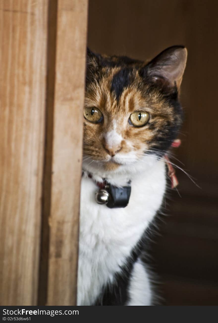 A typical japanese home cat. A typical japanese home cat