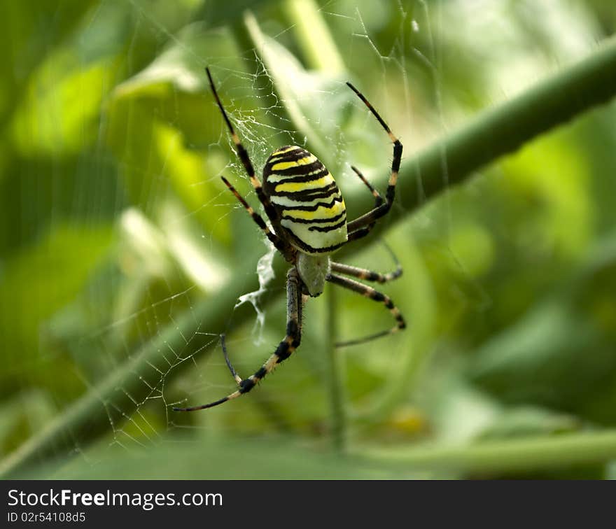 Big dangerous spider in the web. Big dangerous spider in the web