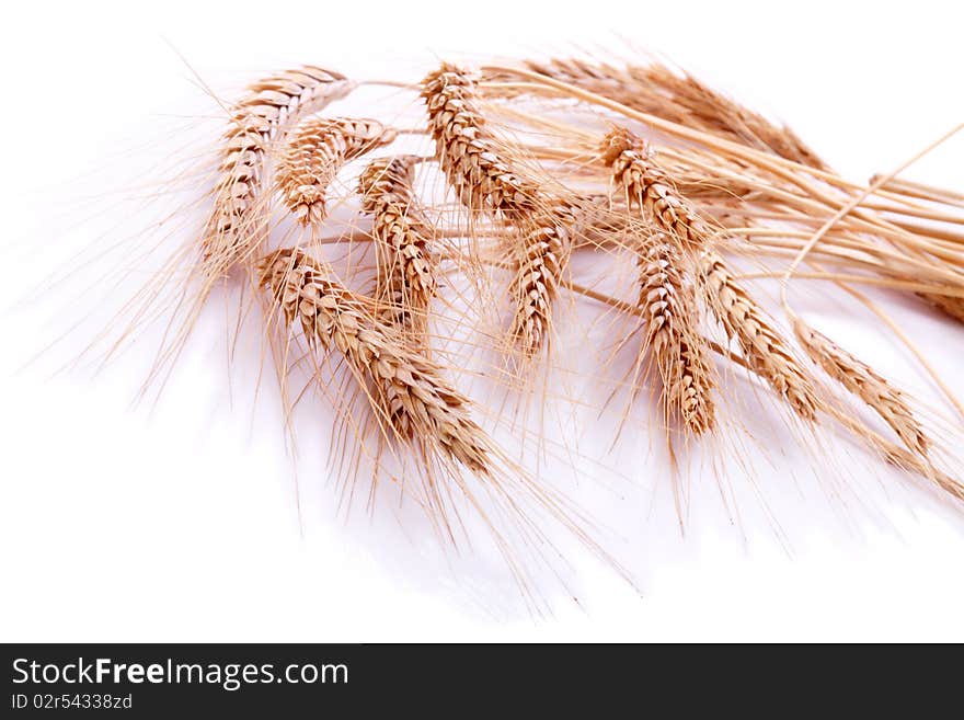 Wheat ears on  white. Natural background. Wheat ears on  white. Natural background