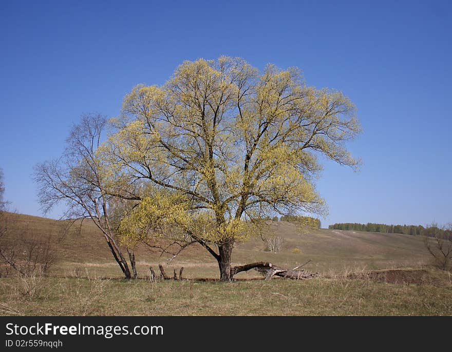 Big tree in early spring