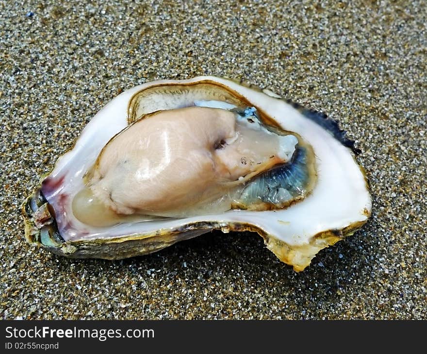 Raw fresh open oyster eatable shell - seafood