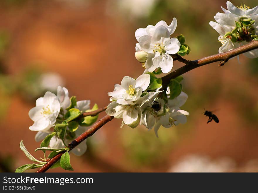 Branch of a blossoming apple tree. Branch of a blossoming apple tree