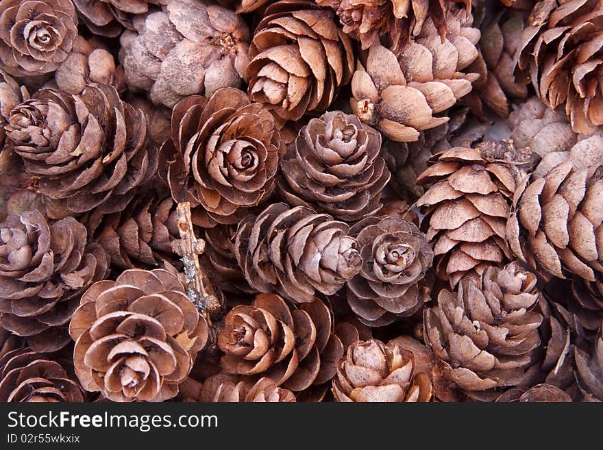 Pine cones