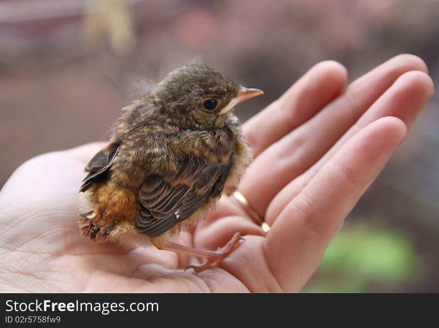 Little chick on human hand