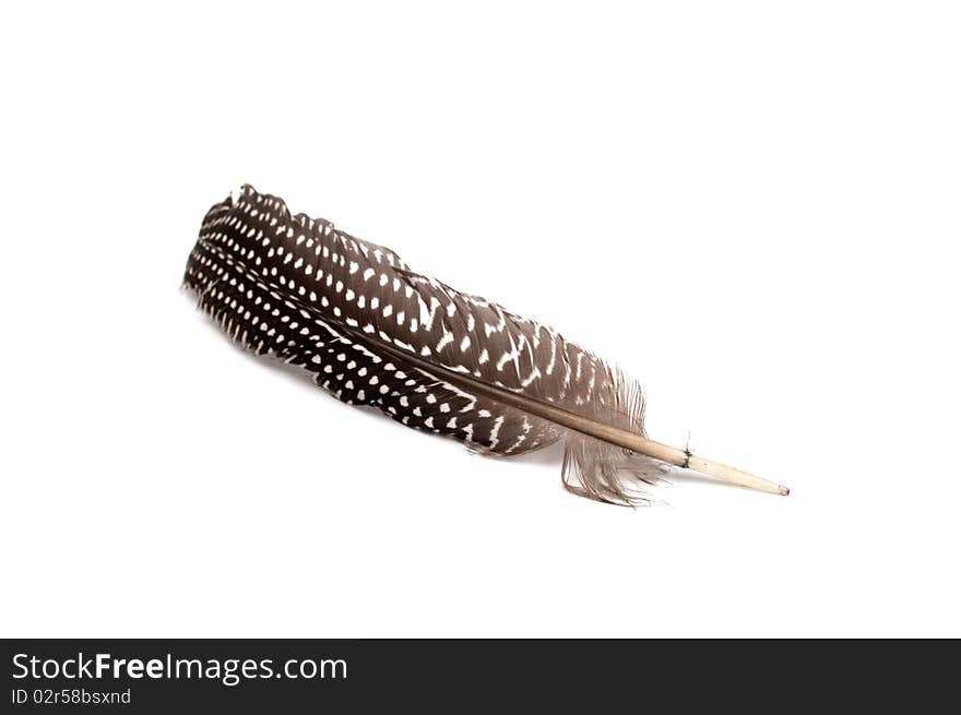 A feather on a white background