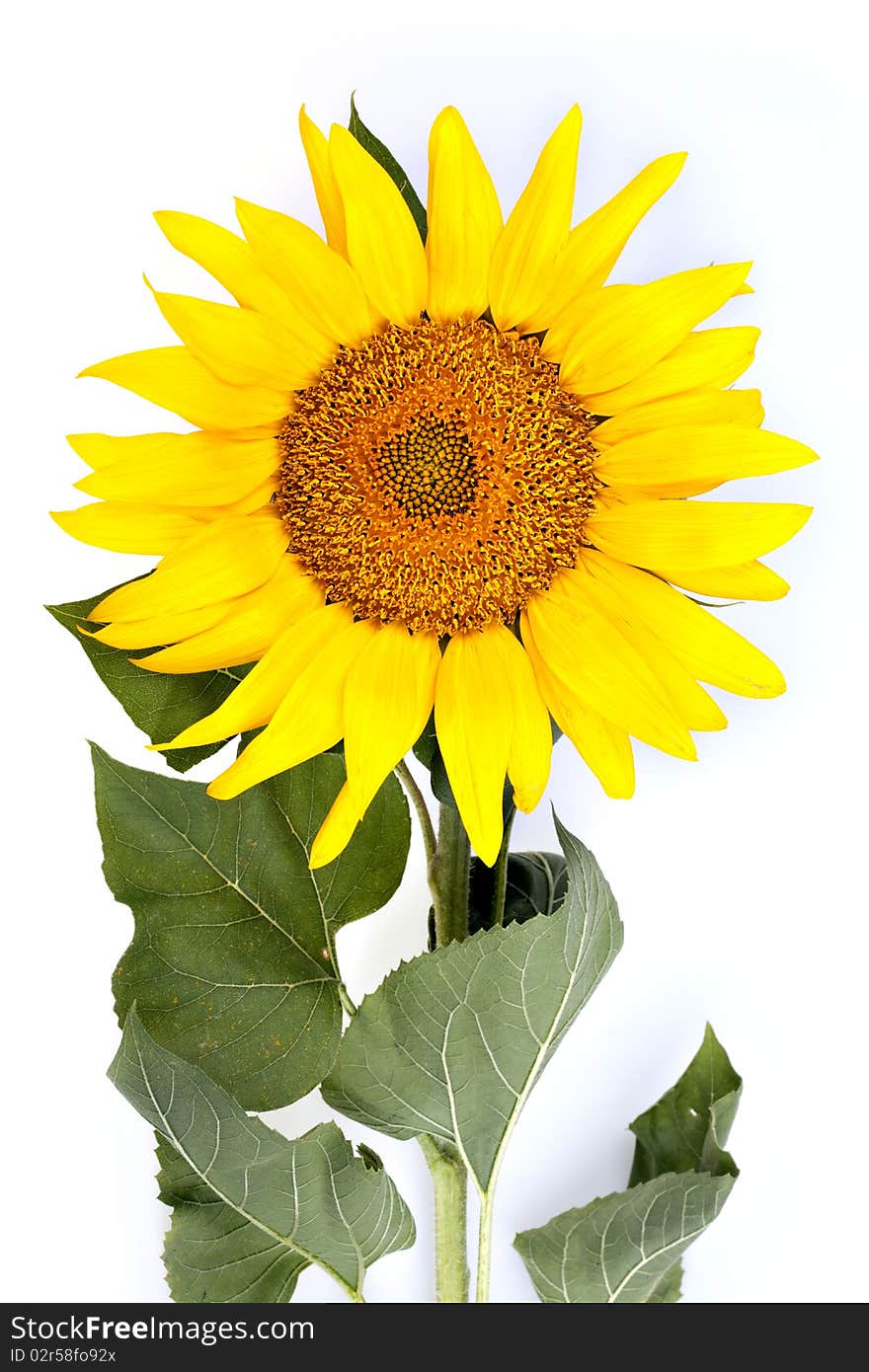 The beautiful sunflower isolated on a white background