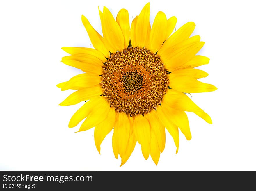 The beautiful sunflower isolated on a white background