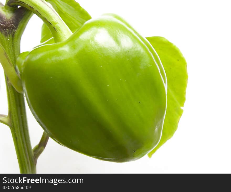 Green pepper on white background