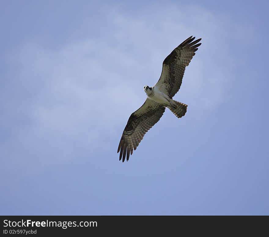 Osprey