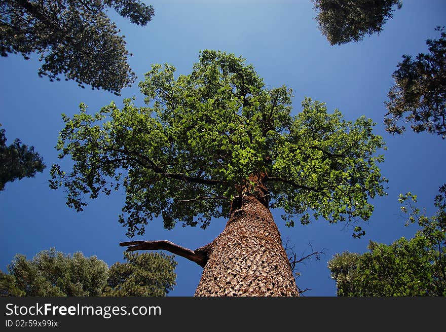 Oak tree surrounded by other trees