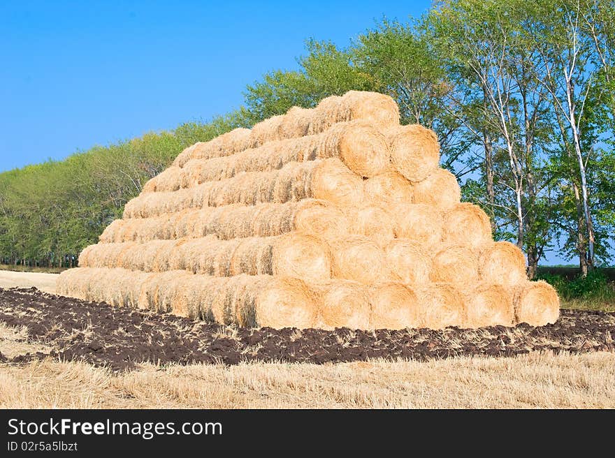 Harvest of rye. Pypamid made of stacks