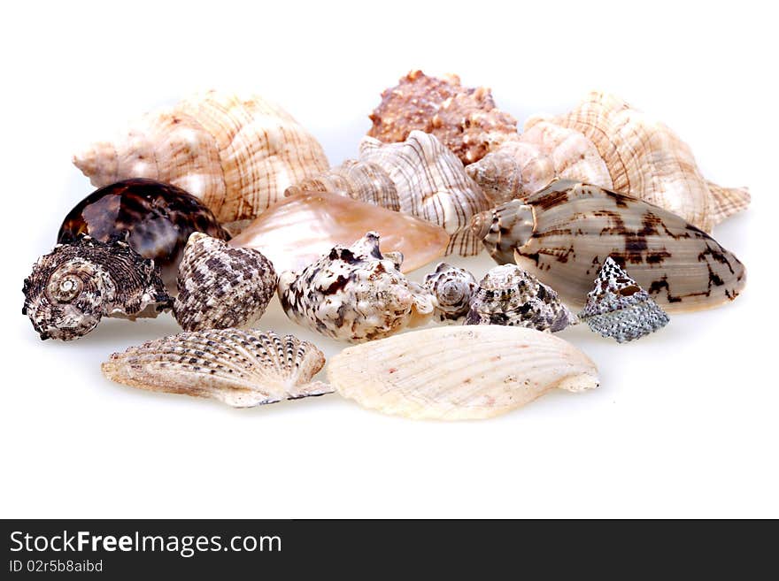 Seashells collection isolated