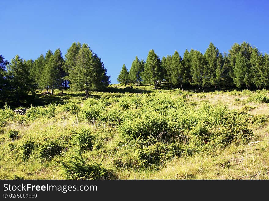 Trees in the mountains