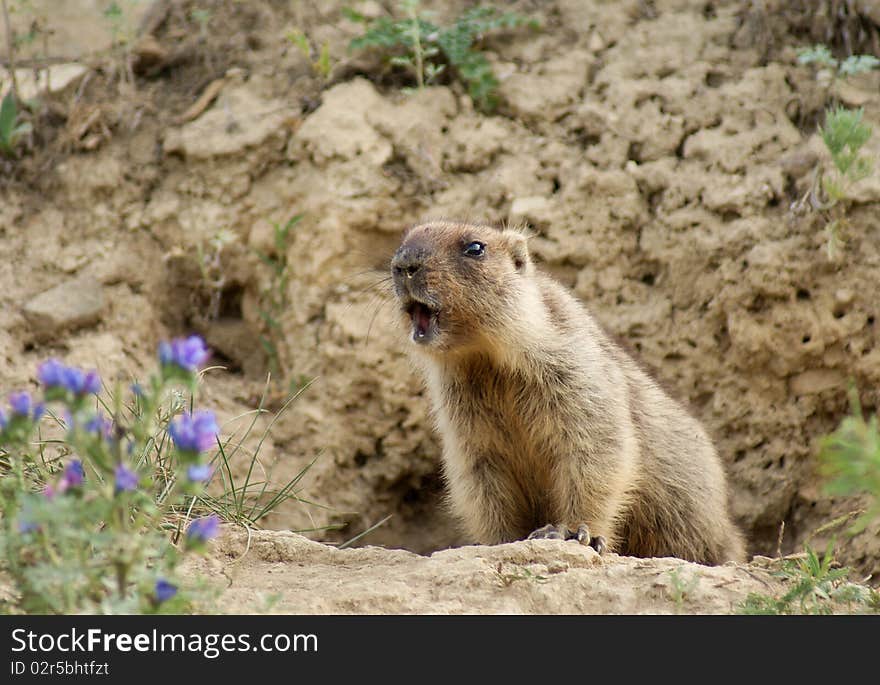 Young marmot