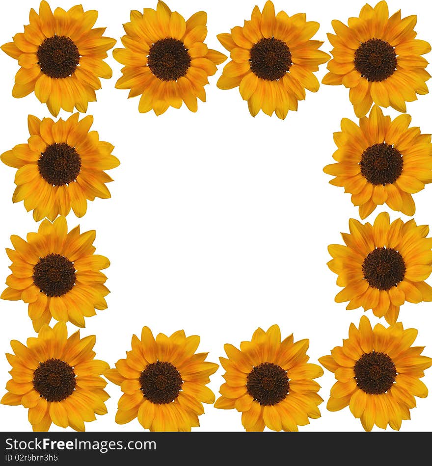 Yellow sunflower backgrounds on white