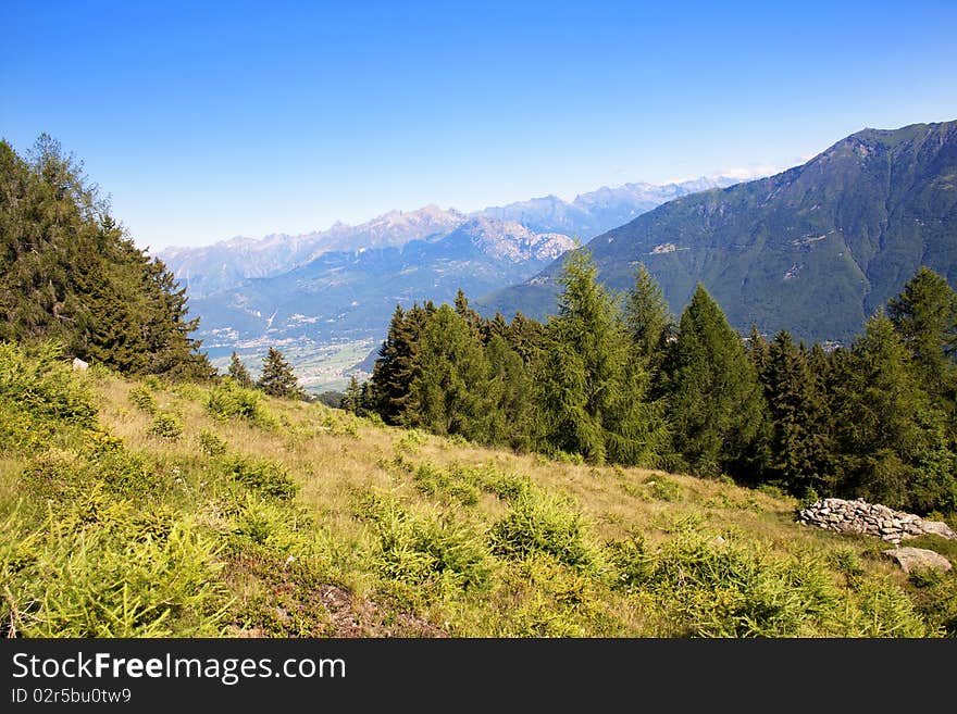 Trees in a meadow of mountain. Trees in a meadow of mountain