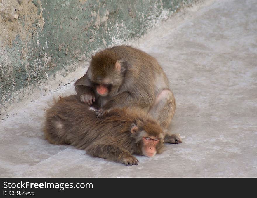 Japanese macaque in Moscow zoo