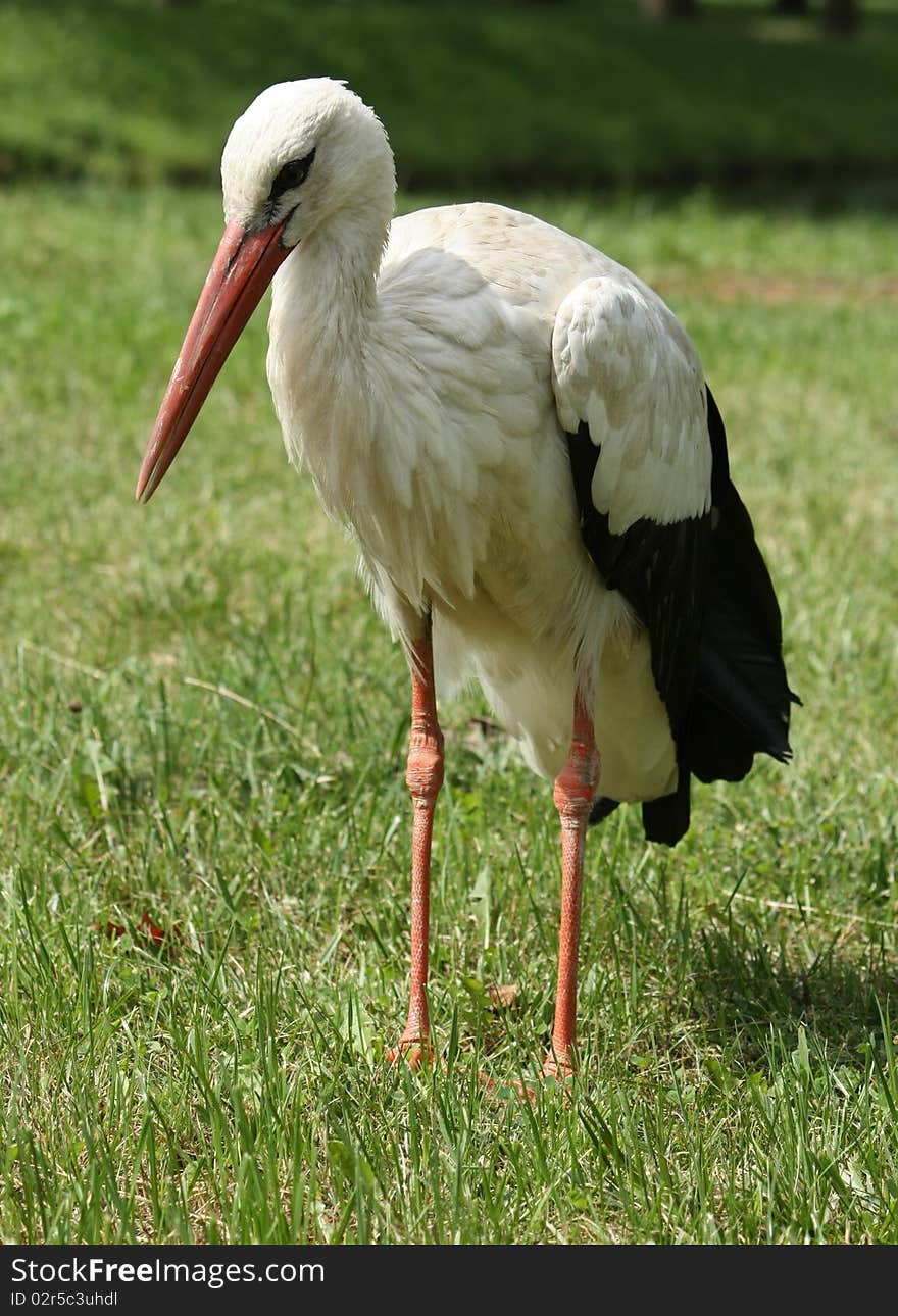 Large stork walking on a natural green grass. Large stork walking on a natural green grass