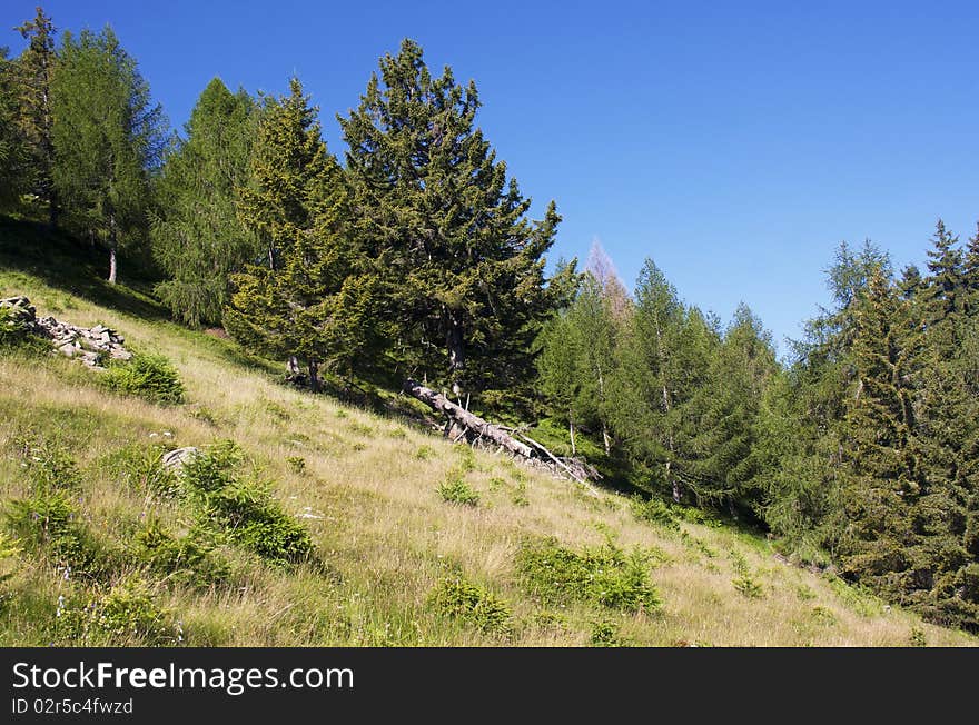 Trees in the mountains