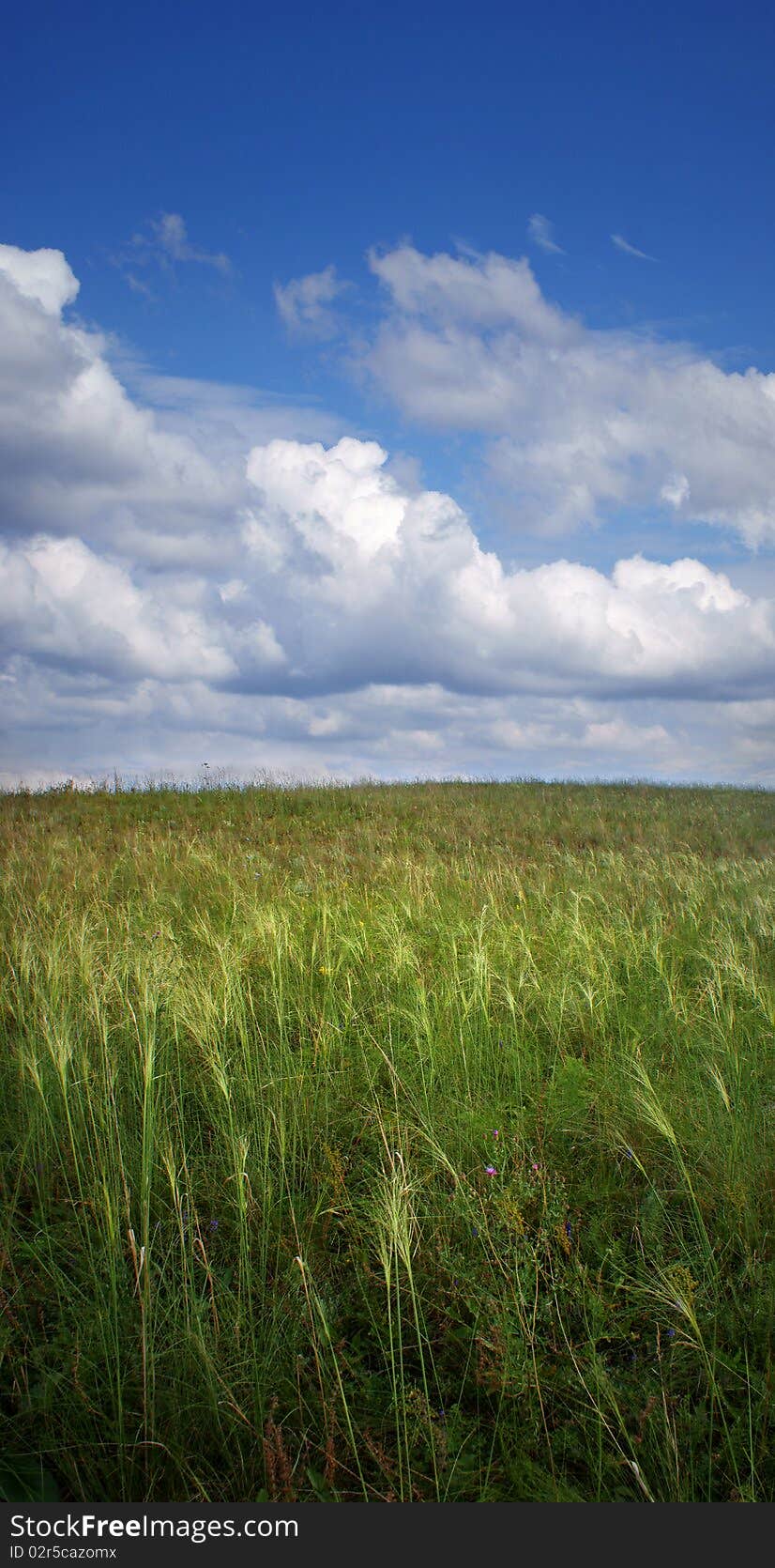 Green field and blue sky, panorama