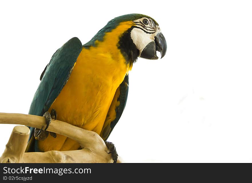 Parrot on a stand