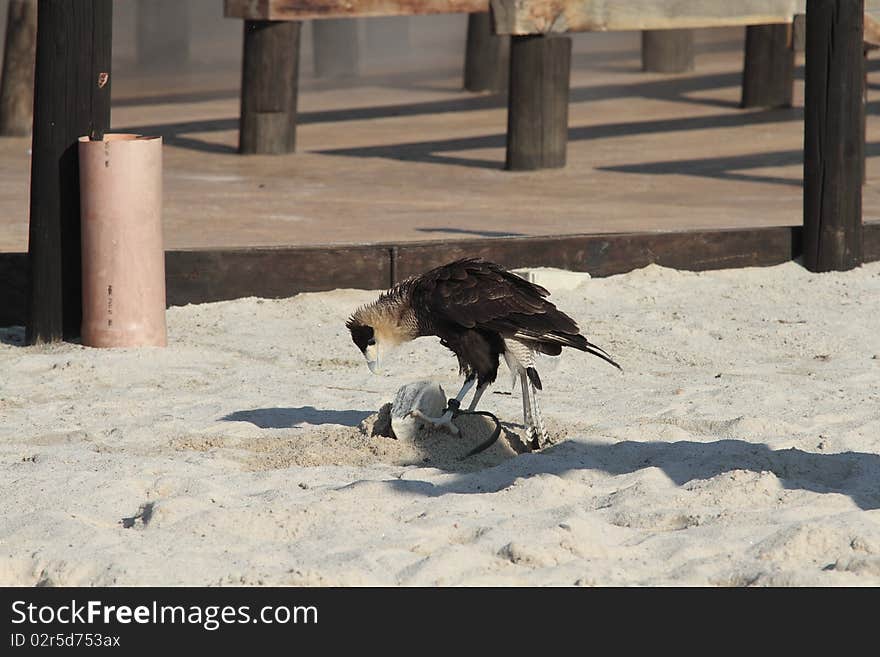 Species of bird of prey called kara kara