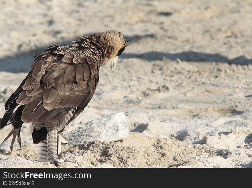 Species of bird of prey called kara kara