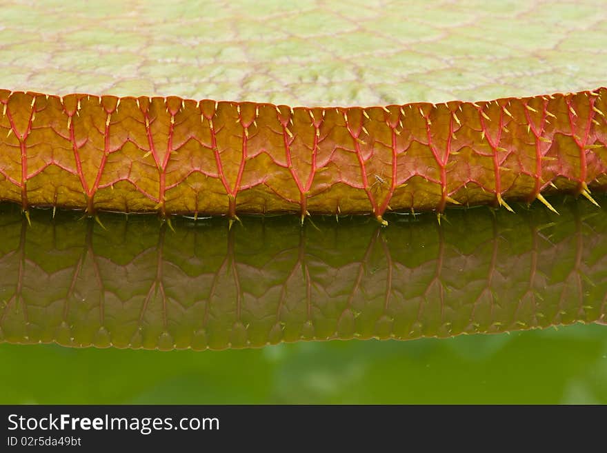 Giant Water lily (lotus) leaf reflection close up