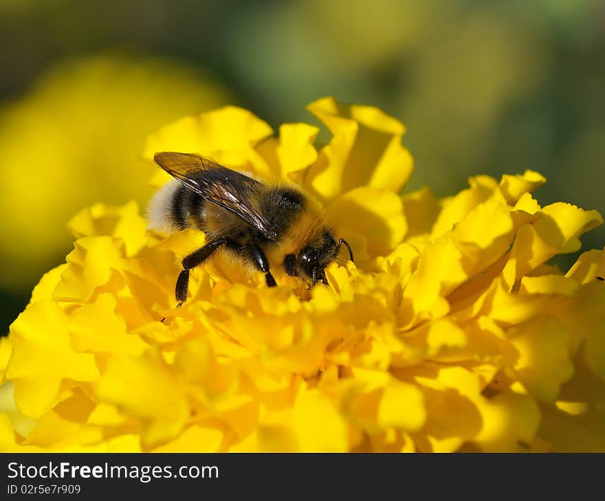 Bumblebee On A Flower.