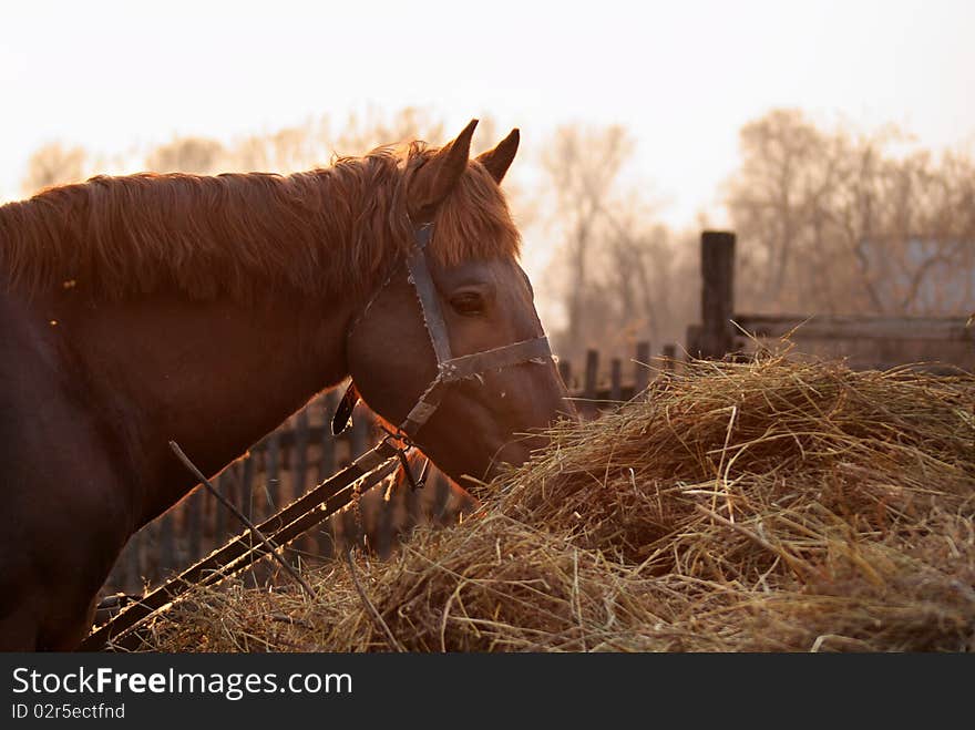 Horse eats hay