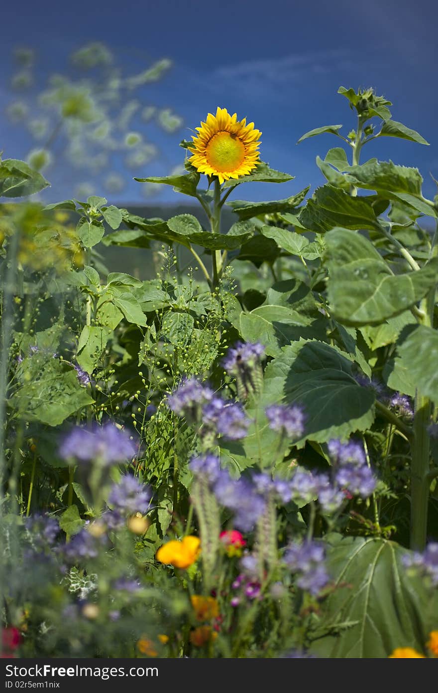 Sunflower