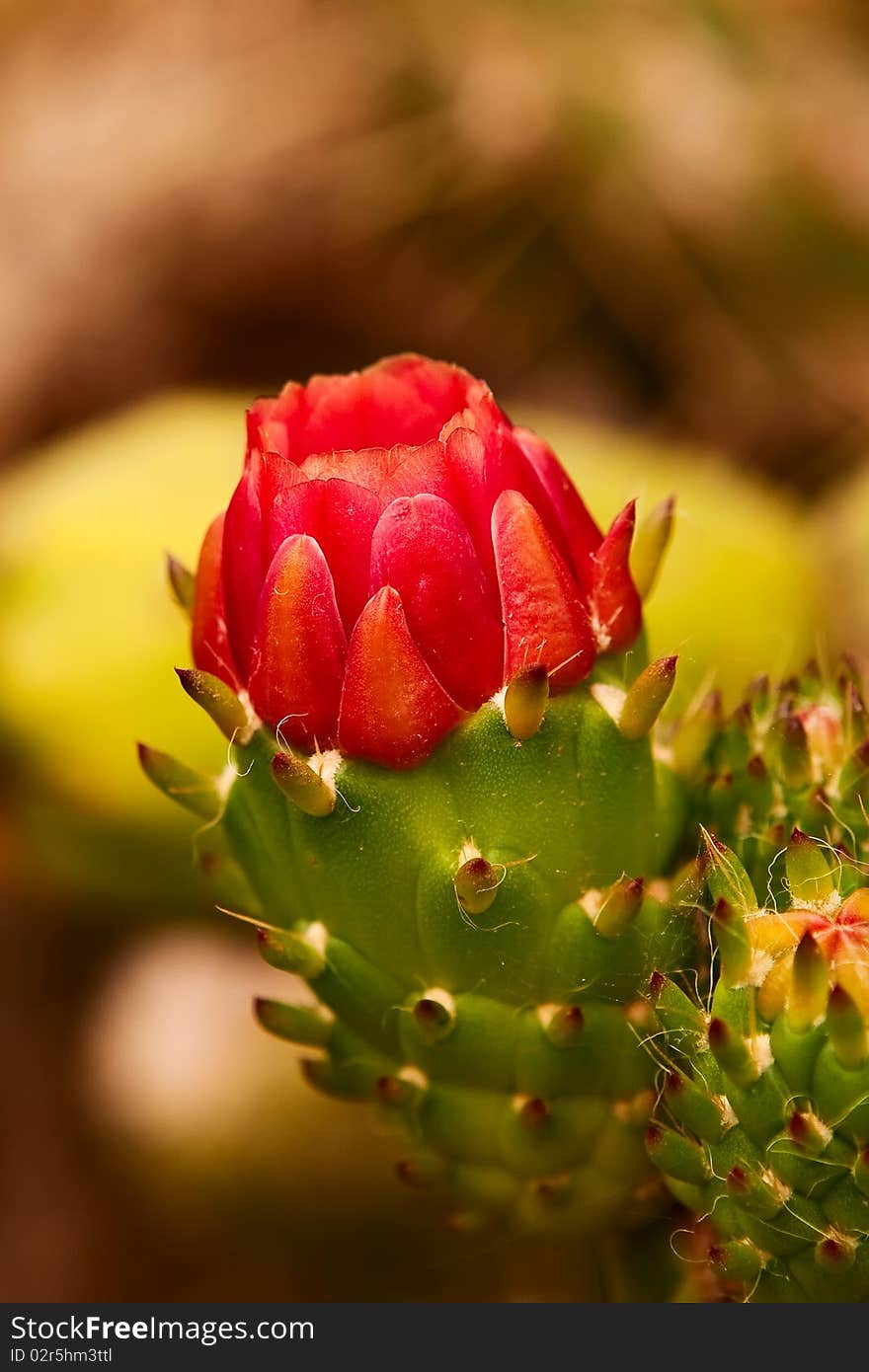 Red Cactus Flower.