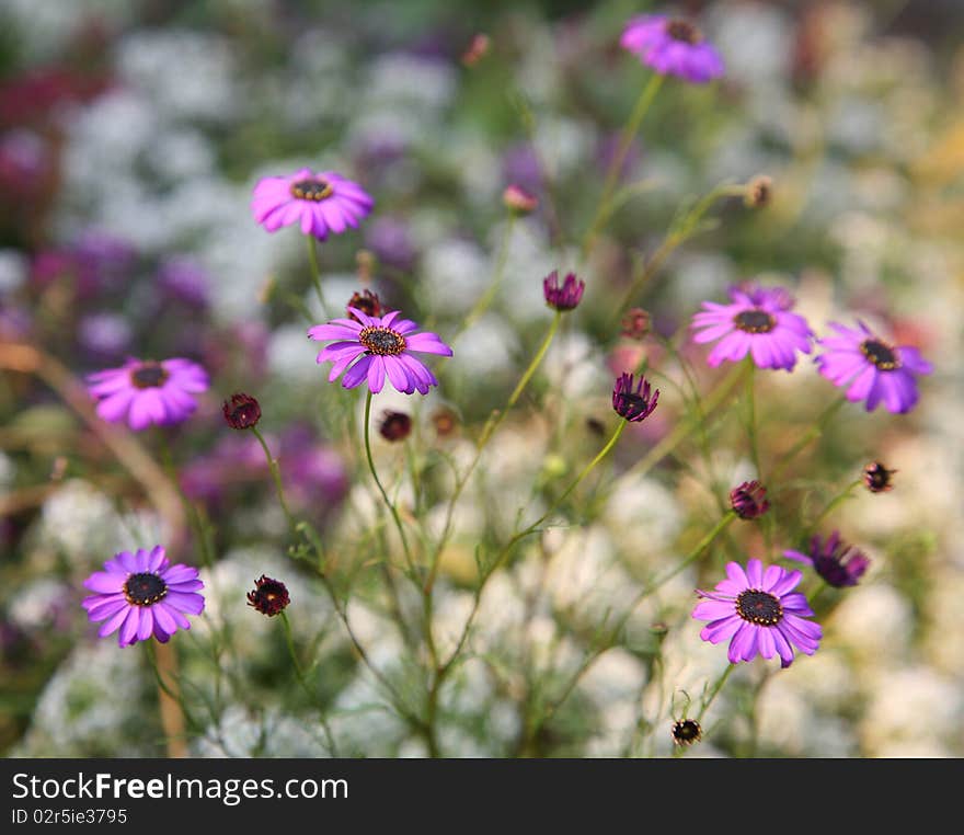 Small purple daisies on a soft background