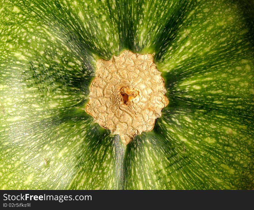 Detail photo texture of the zucchini background