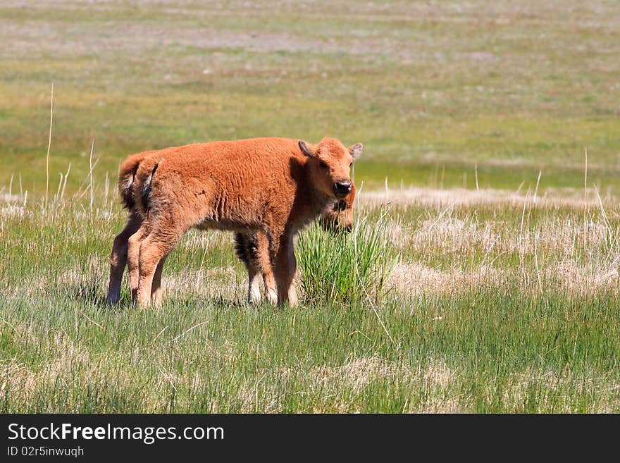 Bison calfs in front of Old Faithful