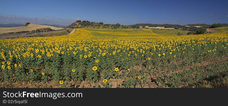 Sunflowers in summer, typical agriculture in Europe