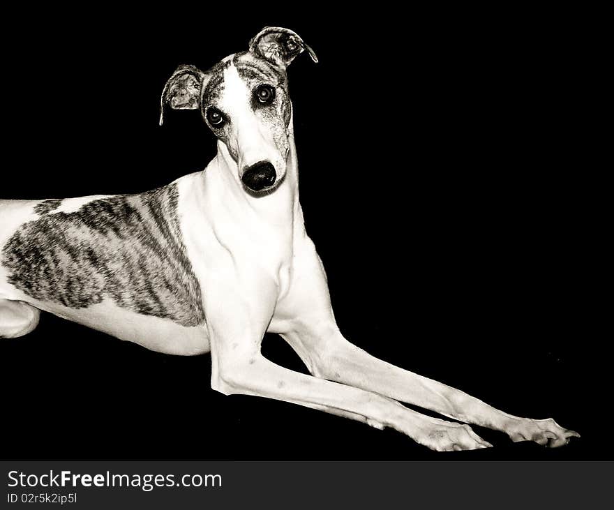 Whippet on black