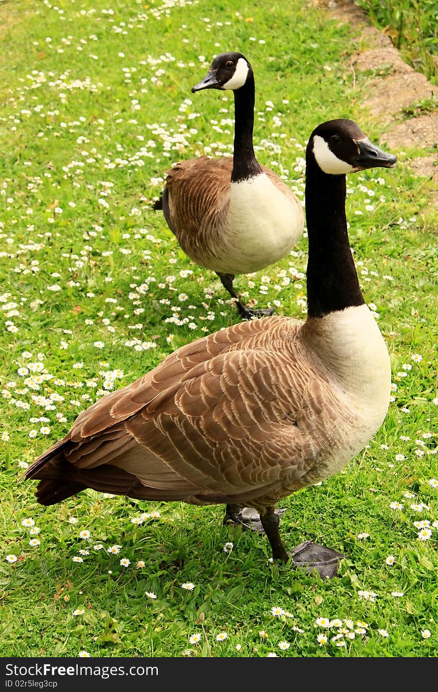 Image of two goose in a park on a hot sunny day. Image of two goose in a park on a hot sunny day